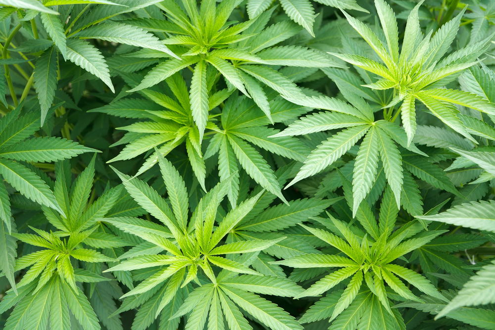 Medical Pot: Cannabinoids and Terpenes Are What Really Matter